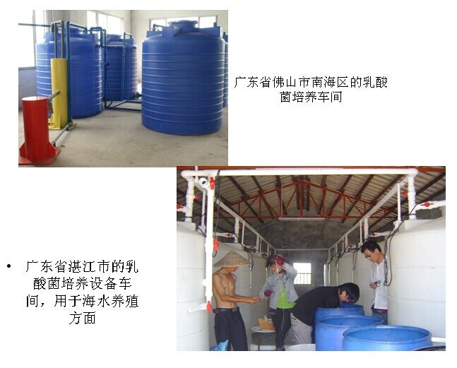 乳酸菌用于海水养殖方面