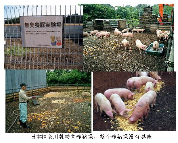 日本神奈川乳酸菌养殖场，没有臭味