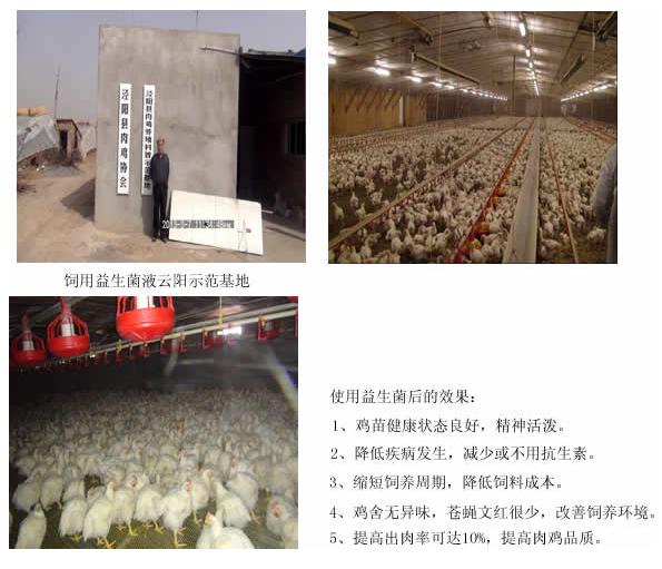 饲用益生菌液云阳示范基地