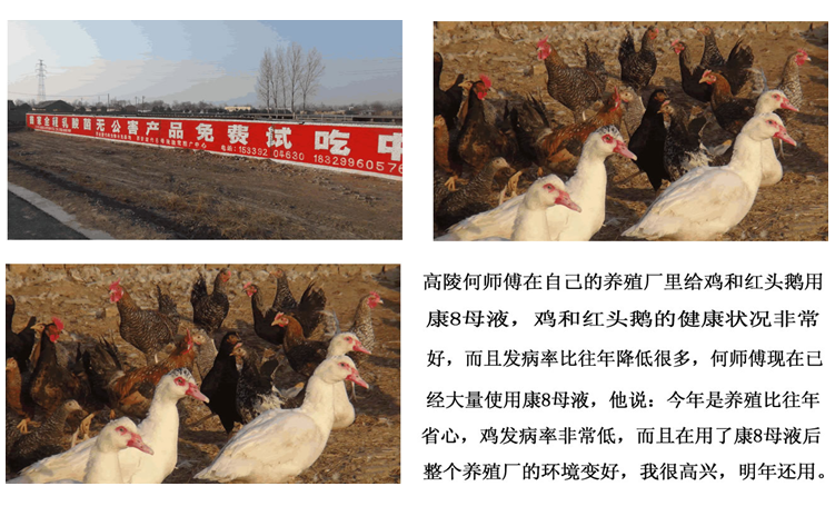 康8母液在家禽（鸡、红头鹅）上的应用