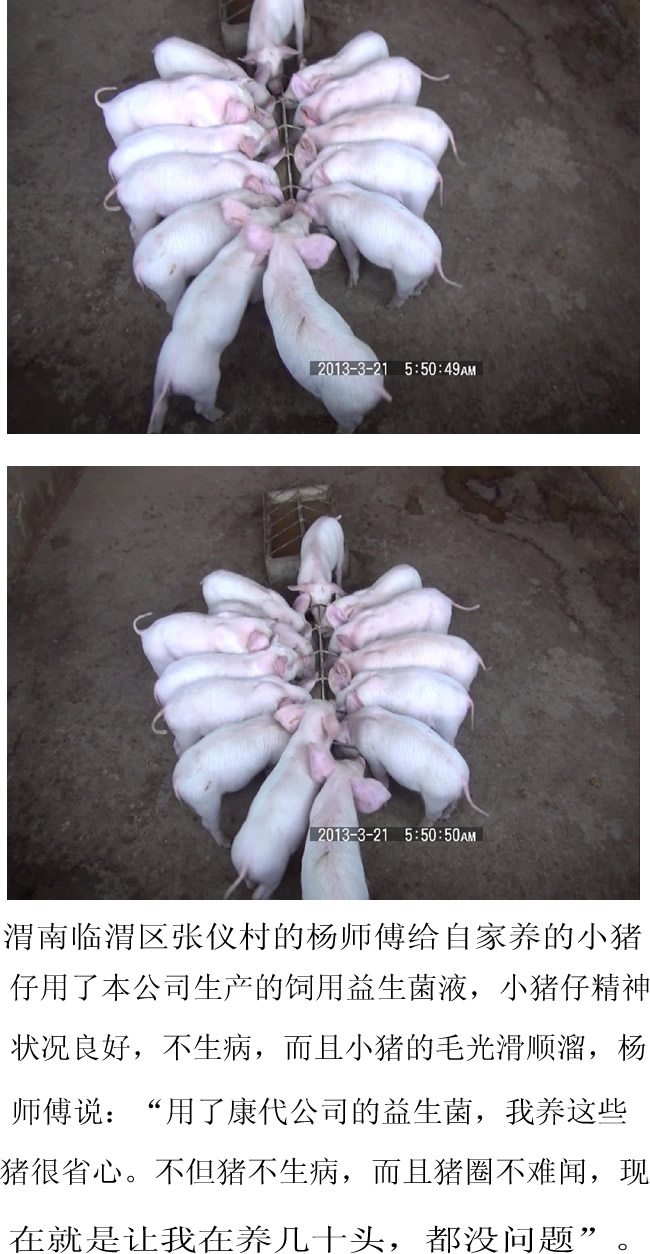 养猪好帮手（饲用益生菌液）