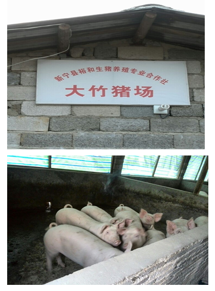 康代益生菌液用于养猪