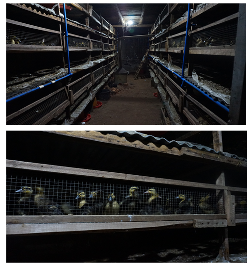 康代益生菌液用于养鸭苗