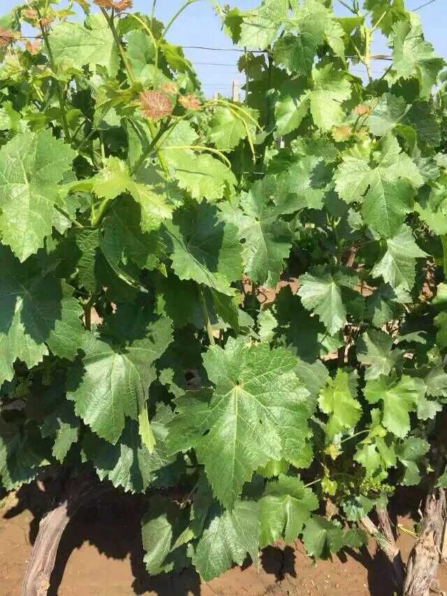 使用康代菌种植无公害葡萄