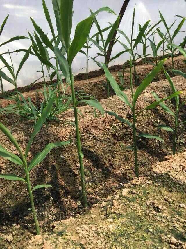 康代植物益生菌液在姜苗上的应用