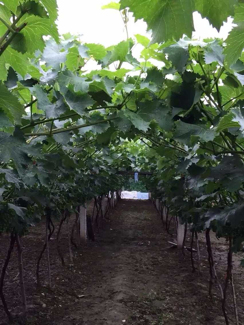 康代植物益生菌液种植葡萄效果