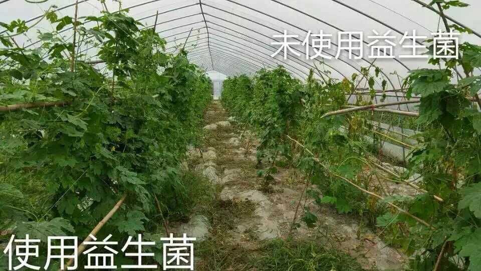 康代植物益生菌液用于苦瓜