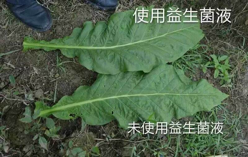 康代植物益生菌液在种植烤烟上的应用