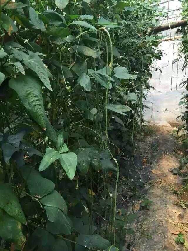 康代菌—见证豆角的“起死回生”