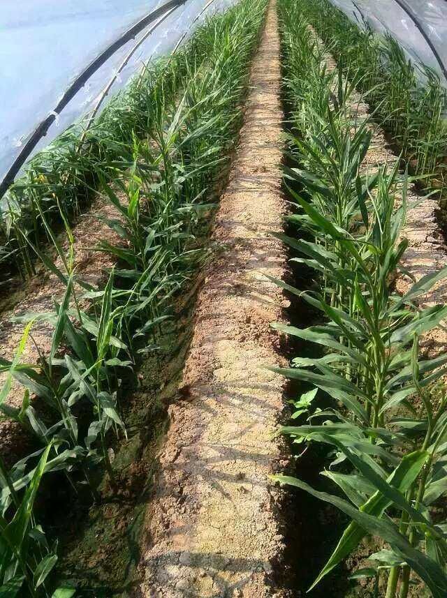 康代植物益生菌液在生姜上的应用