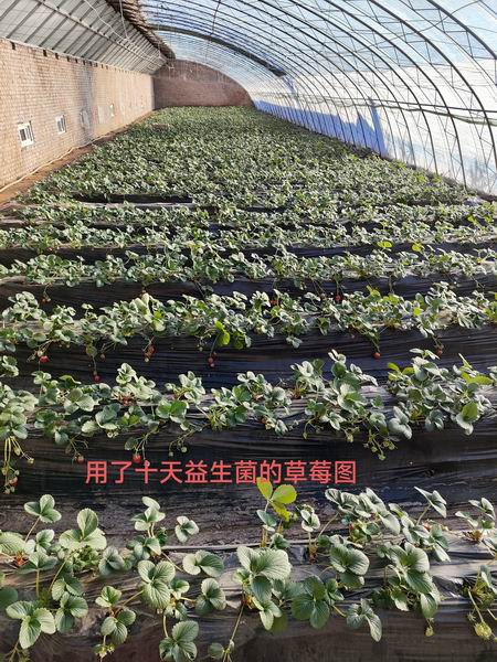 温室大棚草莓种植，益生菌大有可为