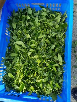 英德茶场亲测有效！益生菌种茶，品质产量双丰收