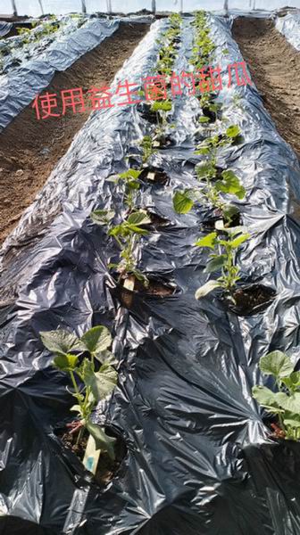 璋冩暣澶у皬 浣跨敤鐩婄敓鑿岀殑鐢滅摐.jpg