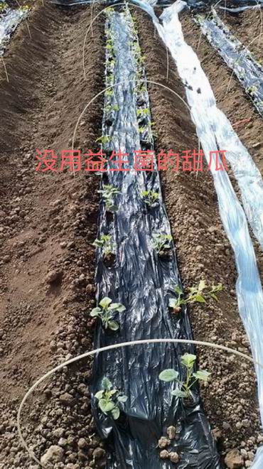 璋冩暣澶у皬 娌′娇鐢ㄧ泭鐢熻弻鐨勭敎鐡?2.jpg